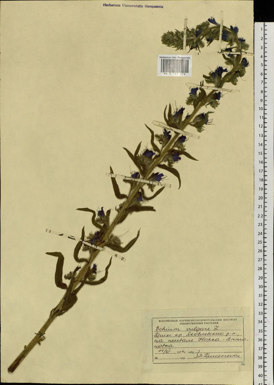 Echium vulgare L., Siberia, Russian Far East (S6) (Russia)