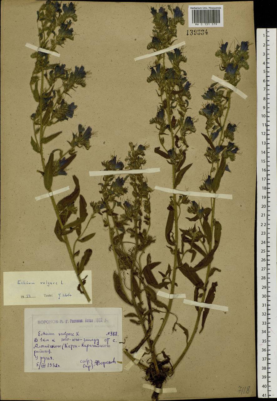 Echium vulgare L., Siberia, Western (Kazakhstan) Altai Mountains (S2a) (Kazakhstan)