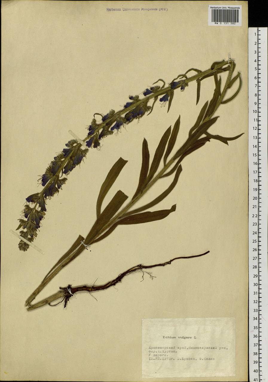 Echium vulgare L., Siberia, Altai & Sayany Mountains (S2) (Russia)