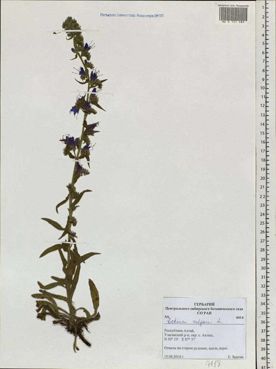 Echium vulgare L., Siberia, Altai & Sayany Mountains (S2) (Russia)