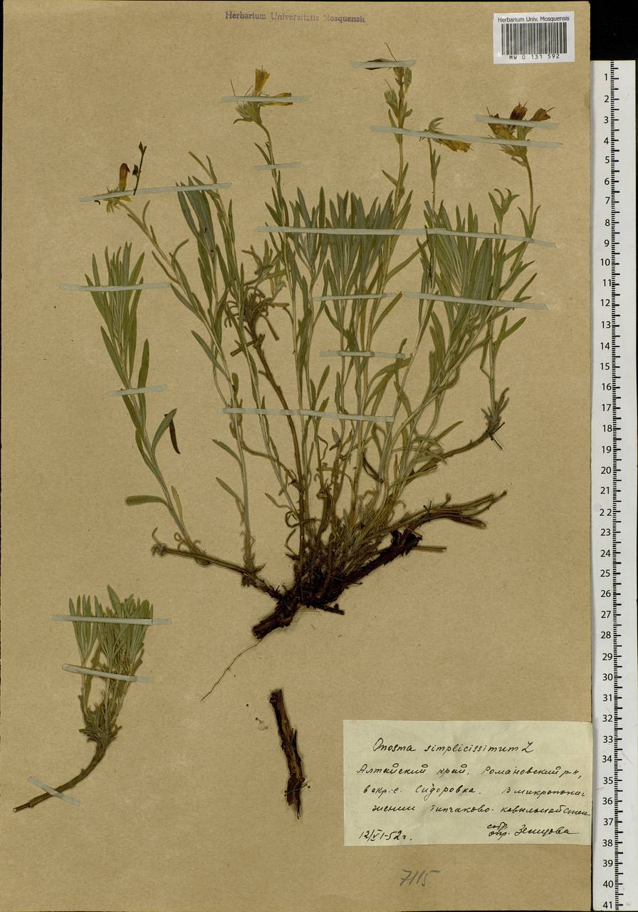 Onosma simplicissima L., Siberia, Altai & Sayany Mountains (S2) (Russia)