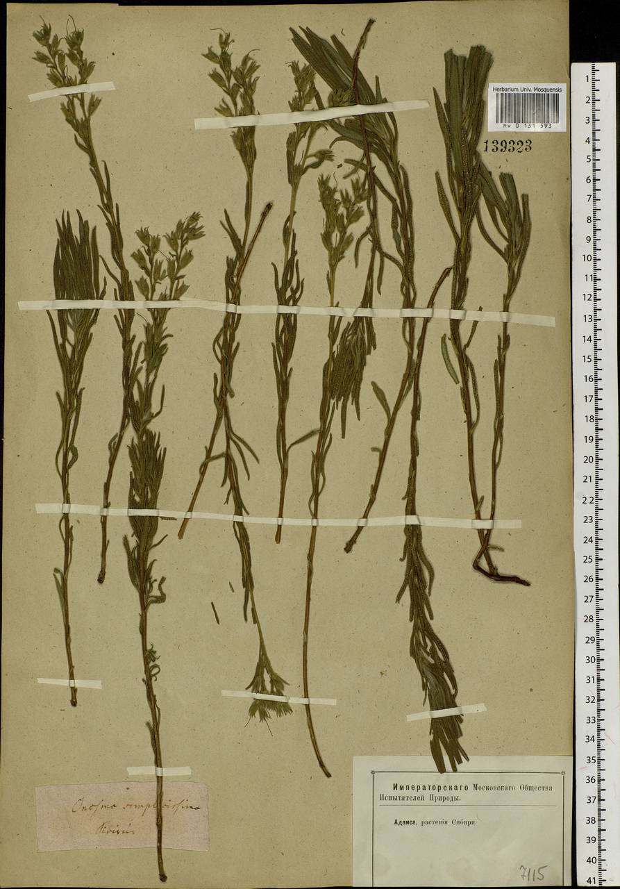 Onosma simplicissima L., Siberia, Altai & Sayany Mountains (S2) (Russia)