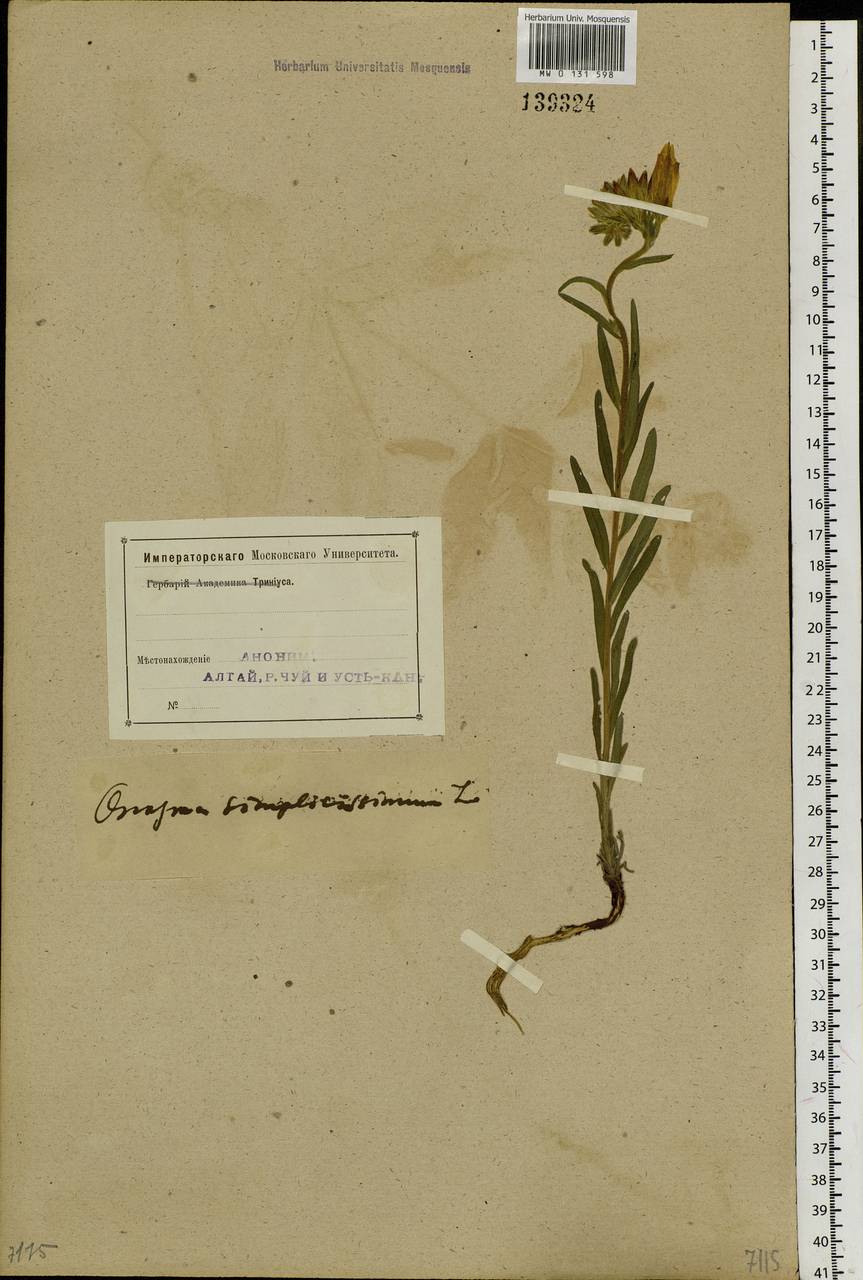 Onosma simplicissima L., Siberia, Altai & Sayany Mountains (S2) (Russia)