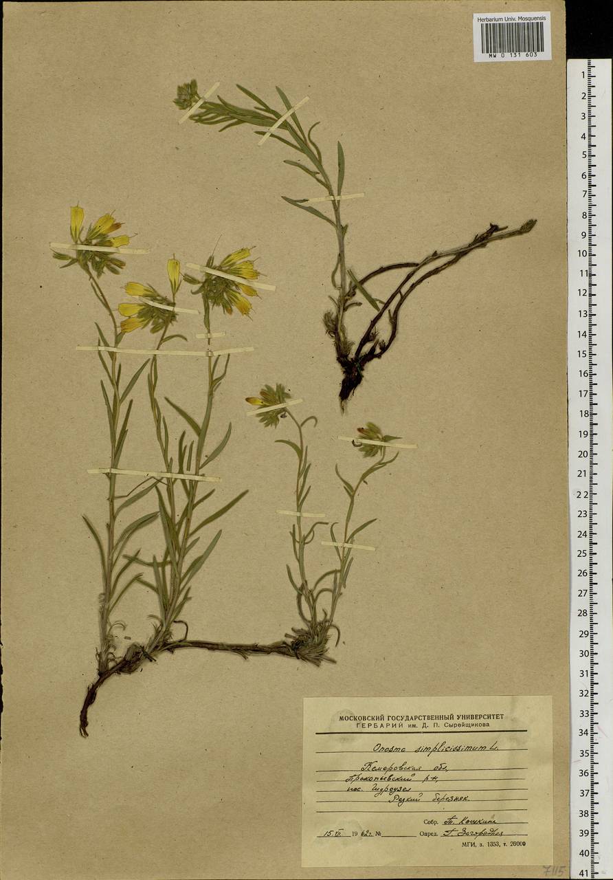 Onosma simplicissima L., Siberia, Altai & Sayany Mountains (S2) (Russia)