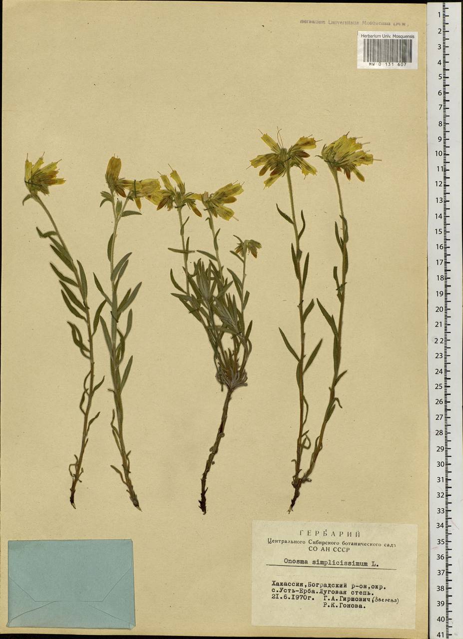 Onosma simplicissima L., Siberia, Altai & Sayany Mountains (S2) (Russia)