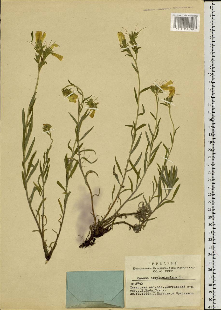 Onosma simplicissima L., Siberia, Altai & Sayany Mountains (S2) (Russia)