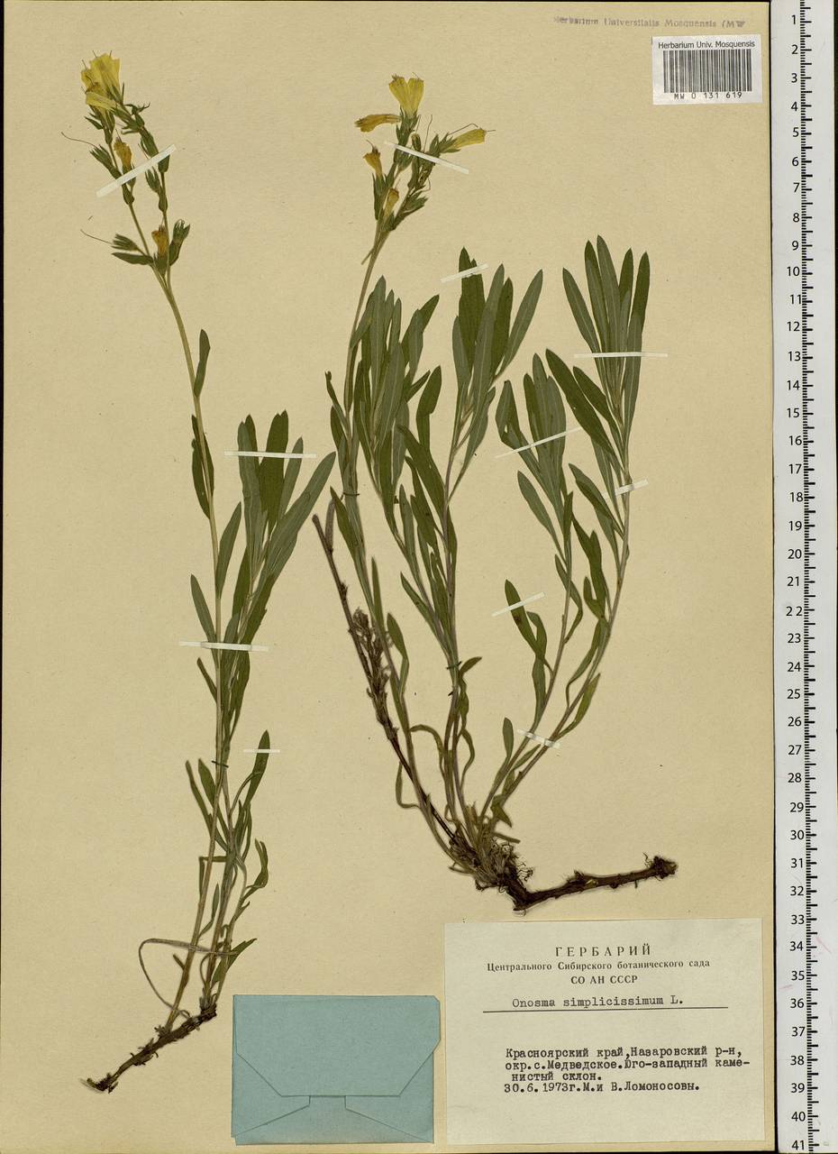 Onosma simplicissima L., Siberia, Altai & Sayany Mountains (S2) (Russia)