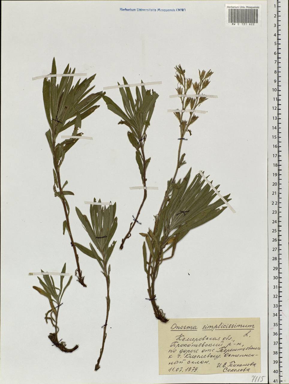 Onosma simplicissima L., Siberia, Altai & Sayany Mountains (S2) (Russia)