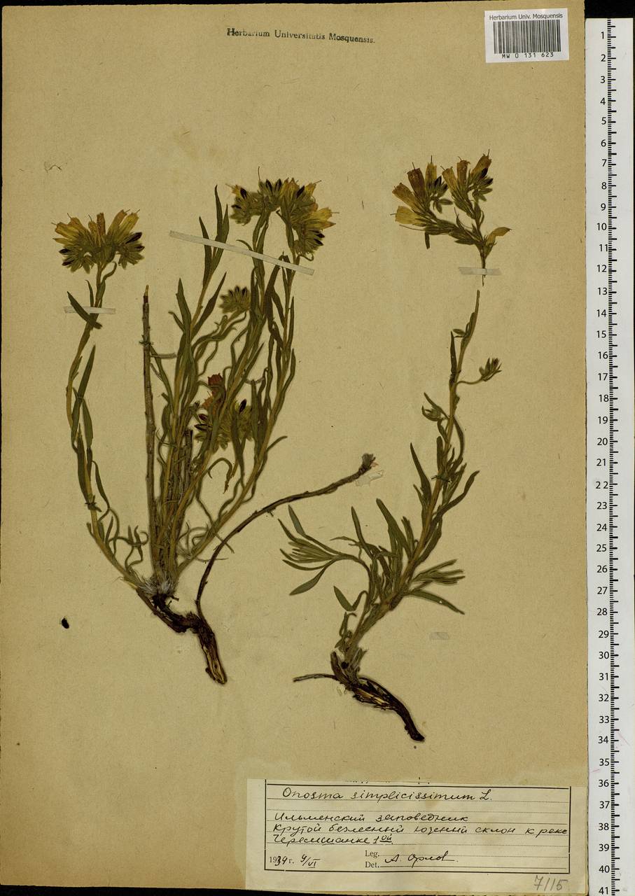 Onosma simplicissima L., Eastern Europe, Eastern region (E10) (Russia)