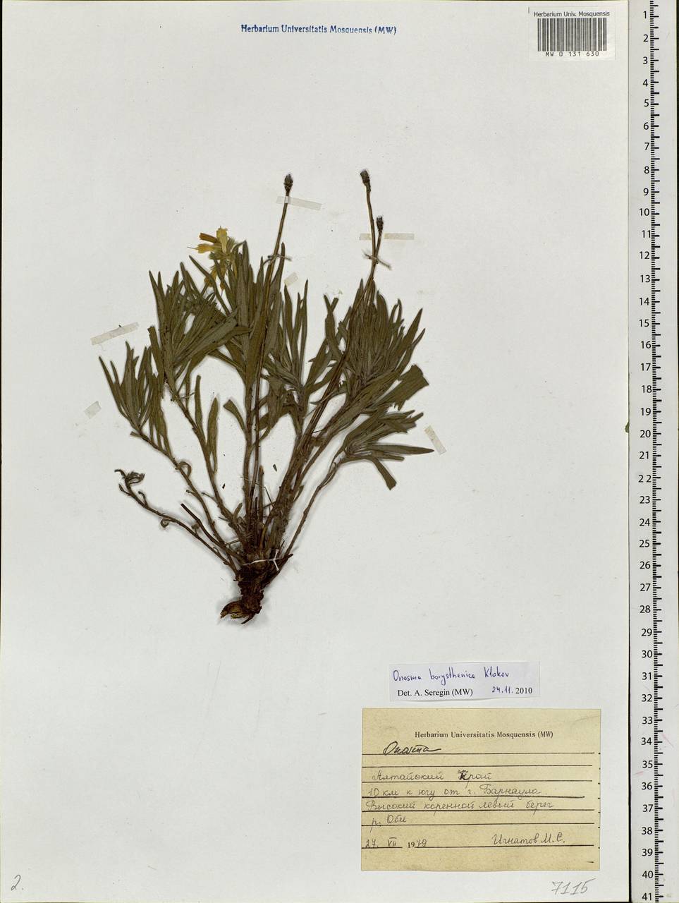 Onosma borysthenica Klokov, Siberia, Altai & Sayany Mountains (S2) (Russia)