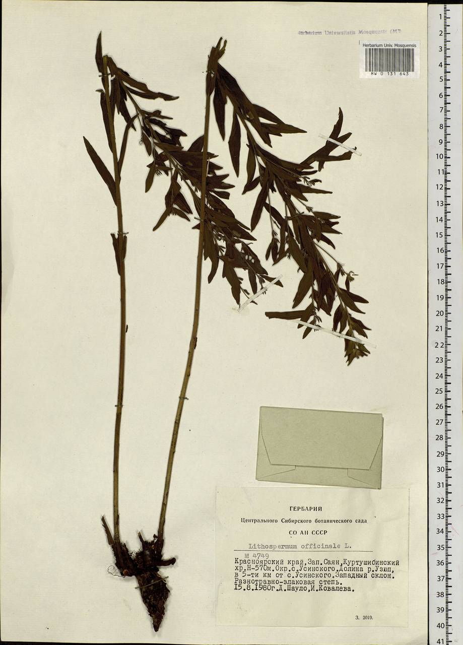 Lithospermum officinale L., Siberia, Altai & Sayany Mountains (S2) (Russia)