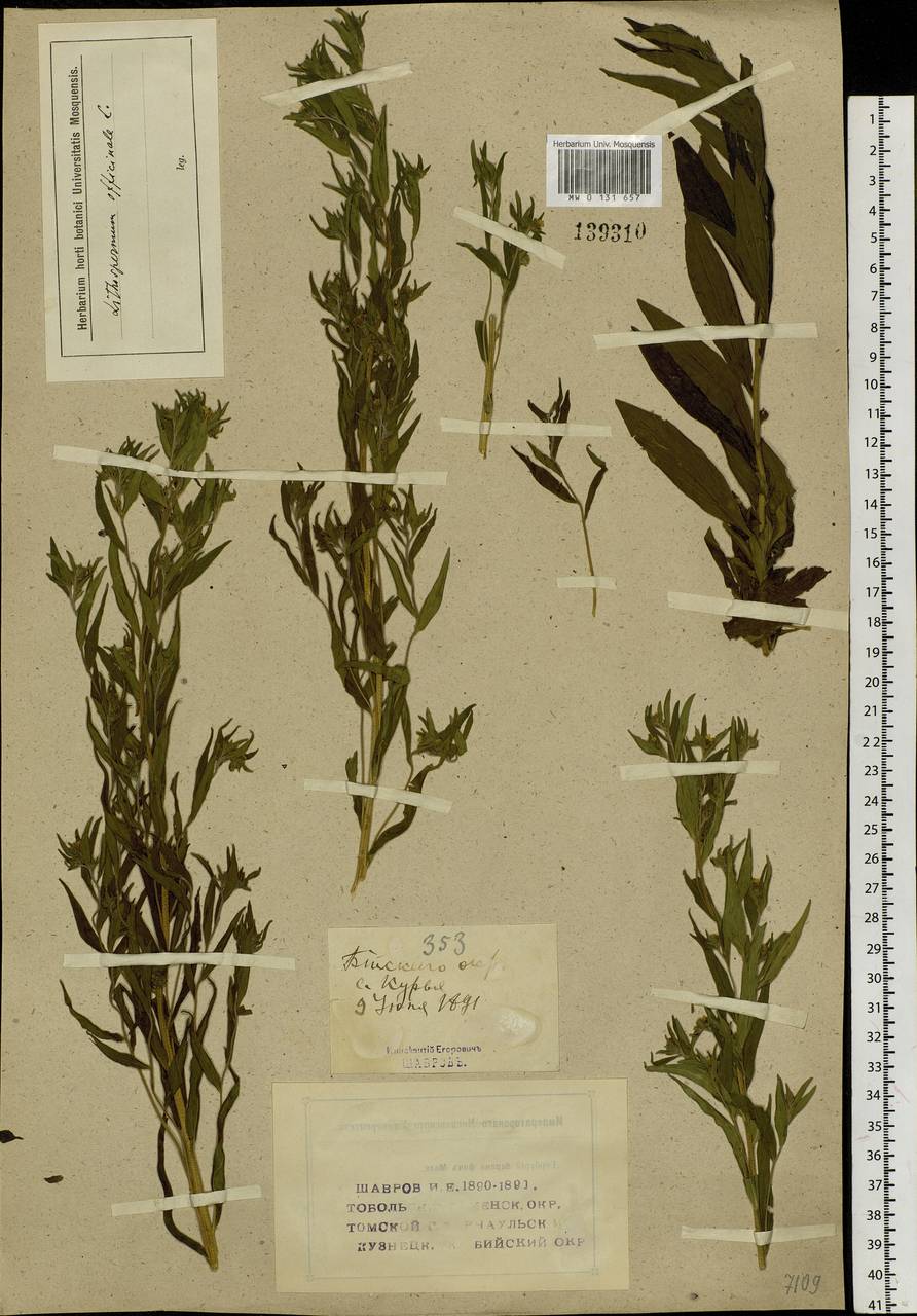 Lithospermum officinale L., Siberia, Altai & Sayany Mountains (S2) (Russia)