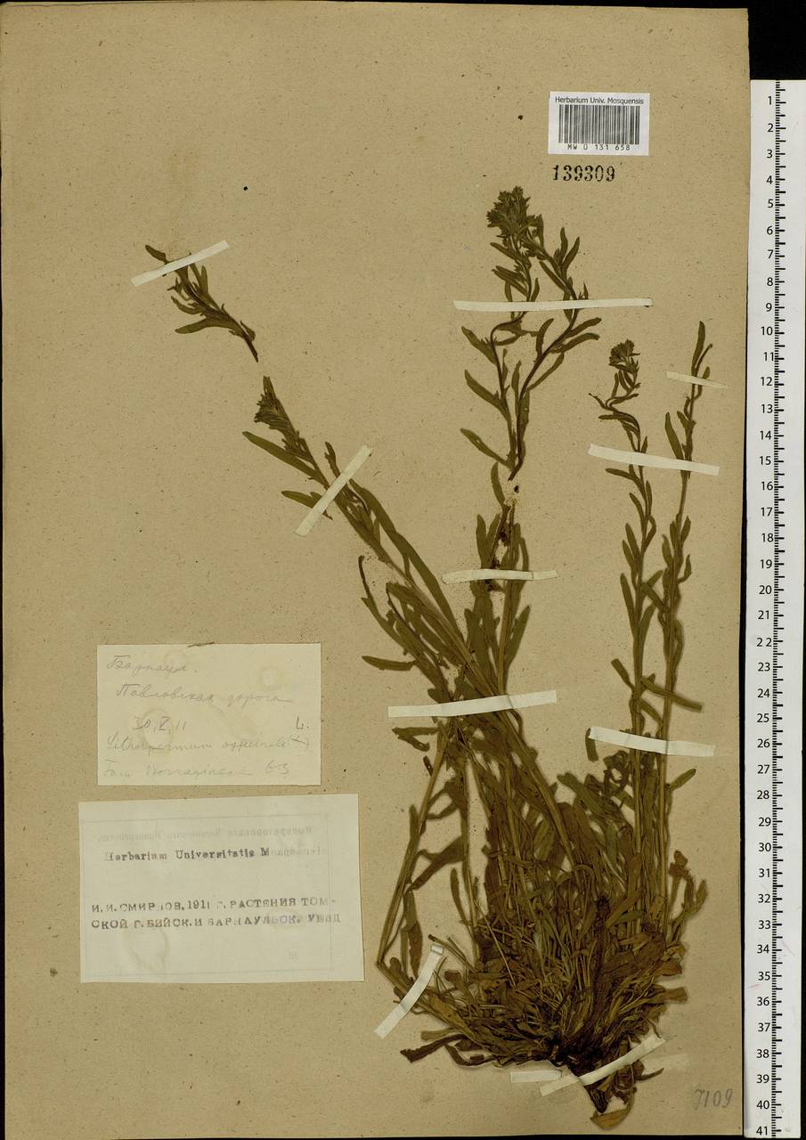 Lithospermum officinale L., Siberia, Altai & Sayany Mountains (S2) (Russia)