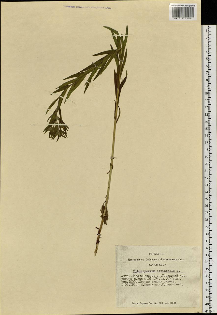 Lithospermum officinale L., Siberia, Altai & Sayany Mountains (S2) (Russia)