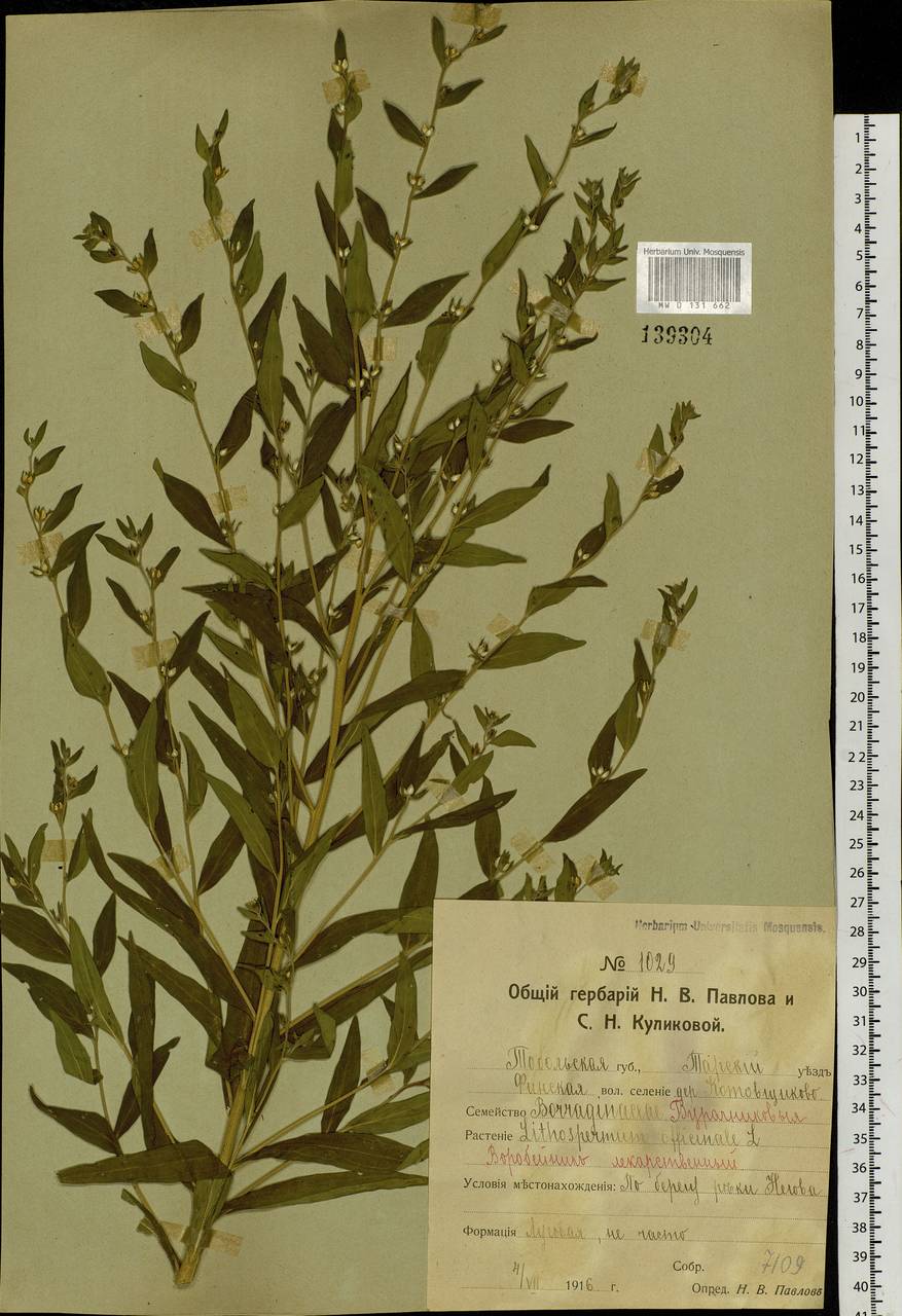 Lithospermum officinale L., Siberia, Western Siberia (S1) (Russia)