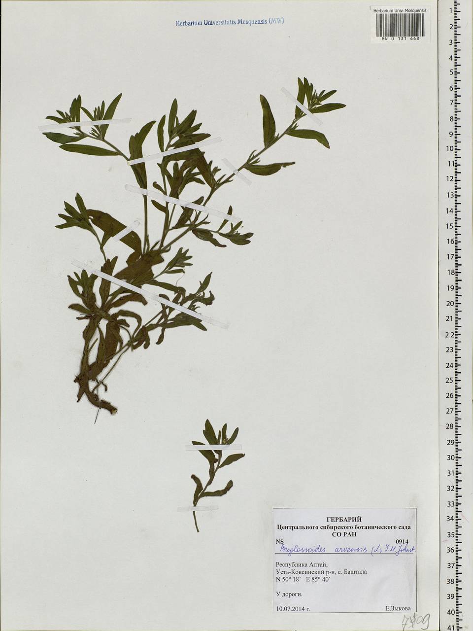 Buglossoides arvensis (L.) I.M.Johnst., Siberia, Altai & Sayany Mountains (S2) (Russia)