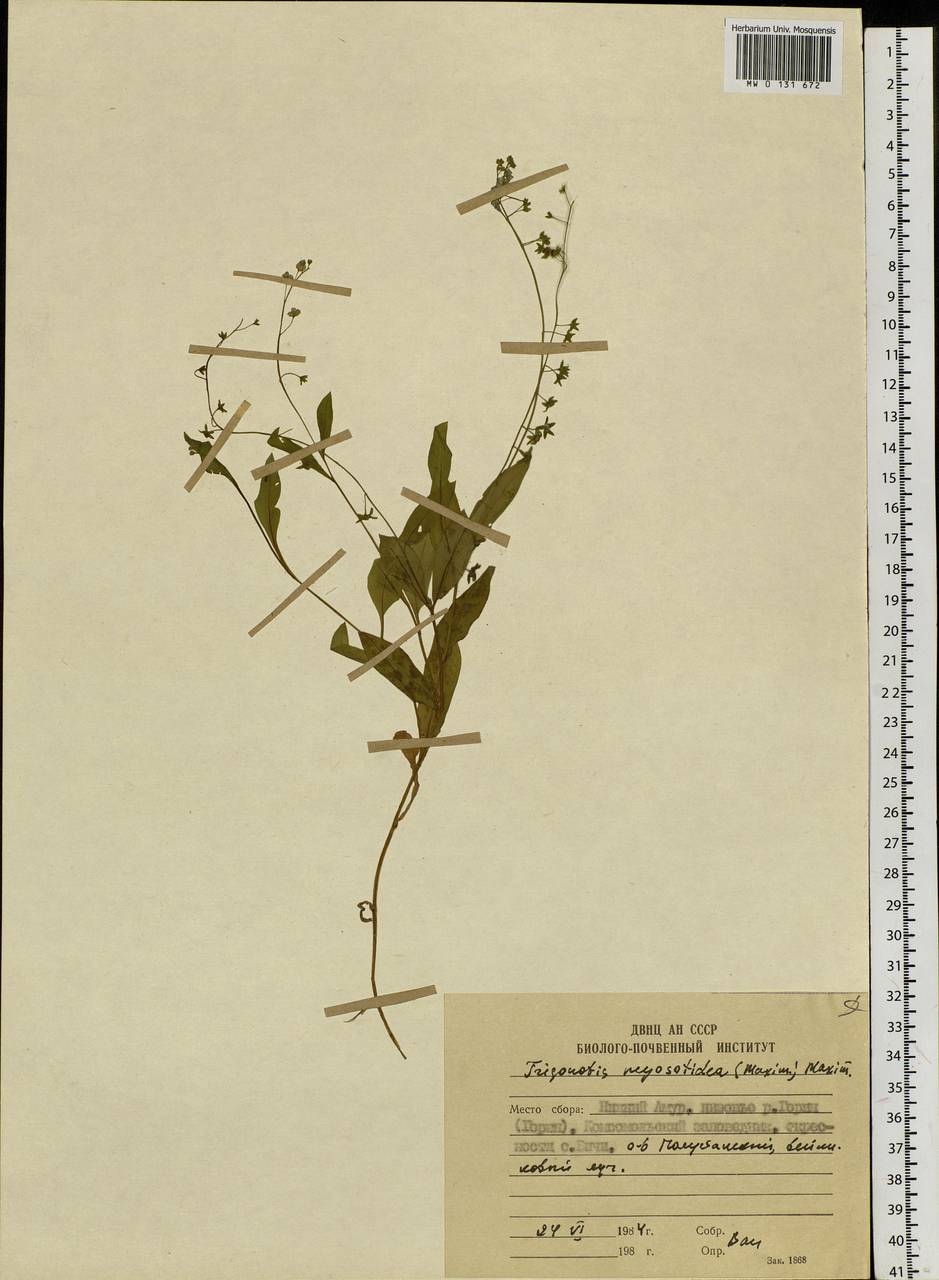 Trigonotis myosotidea (Maxim.) Maxim., Siberia, Russian Far East (S6) (Russia)