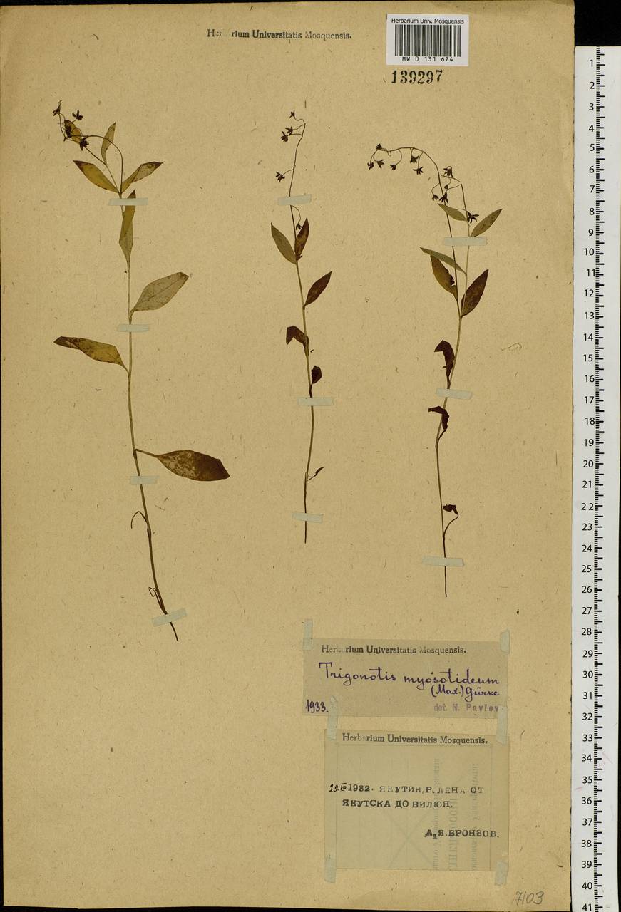 Trigonotis myosotidea (Maxim.) Maxim., Siberia, Yakutia (S5) (Russia)