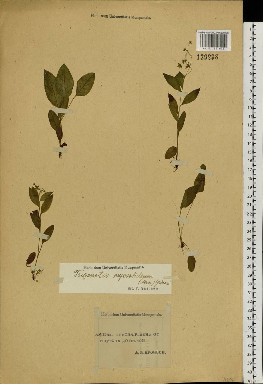 Trigonotis myosotidea (Maxim.) Maxim., Siberia, Yakutia (S5) (Russia)