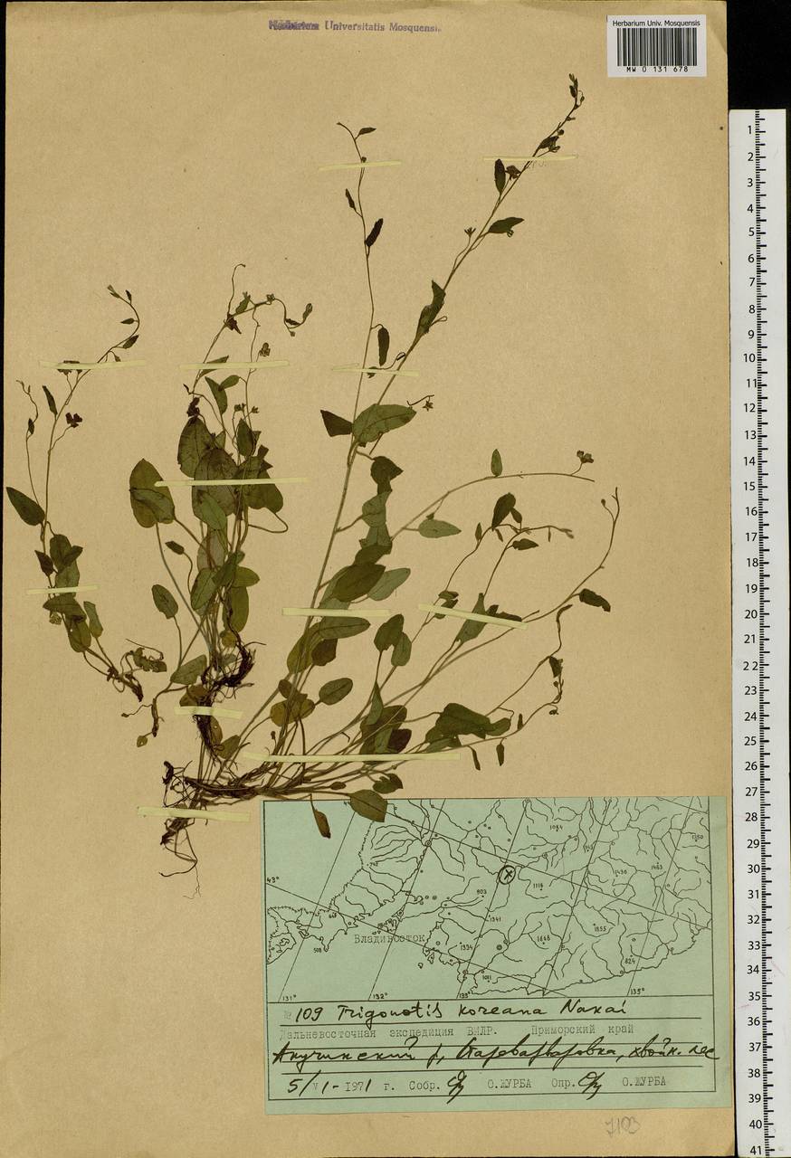Trigonotis radicans subsp. sericea (Maxim.) Riedl, Siberia, Russian Far East (S6) (Russia)