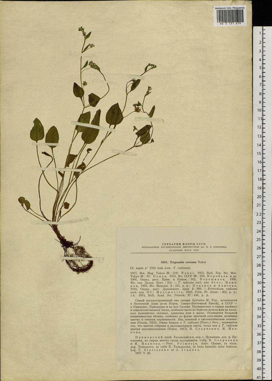 Trigonotis radicans subsp. sericea (Maxim.) Riedl, Siberia, Russian Far East (S6) (Russia)