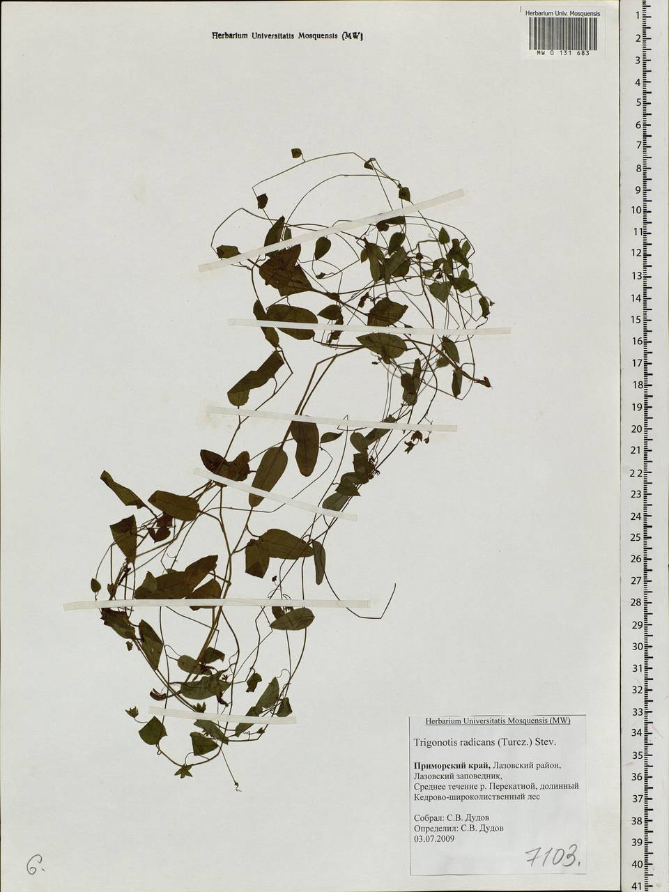 Trigonotis radicans subsp. sericea (Maxim.) Riedl, Siberia, Russian Far East (S6) (Russia)