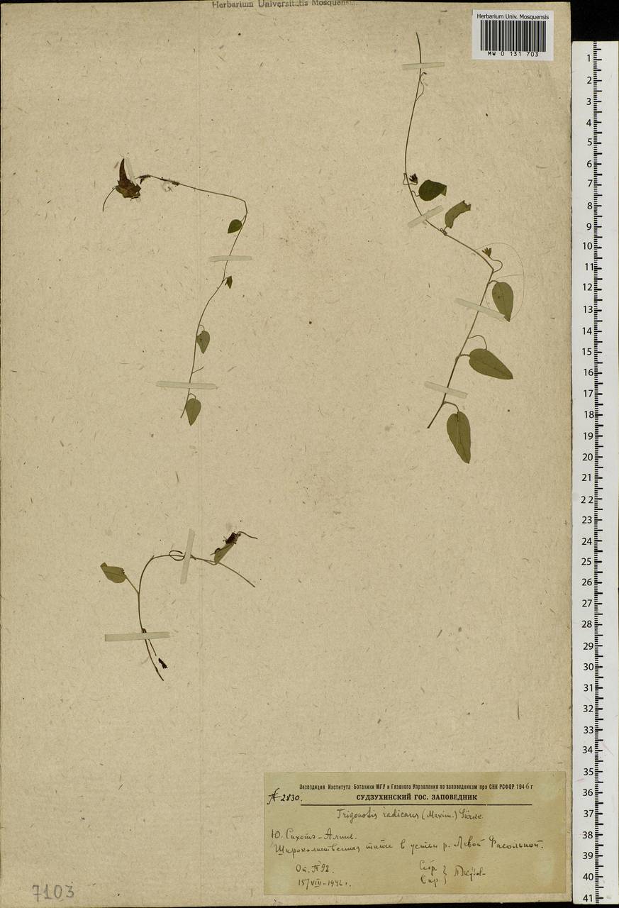 Trigonotis radicans subsp. sericea (Maxim.) Riedl, Siberia, Russian Far East (S6) (Russia)