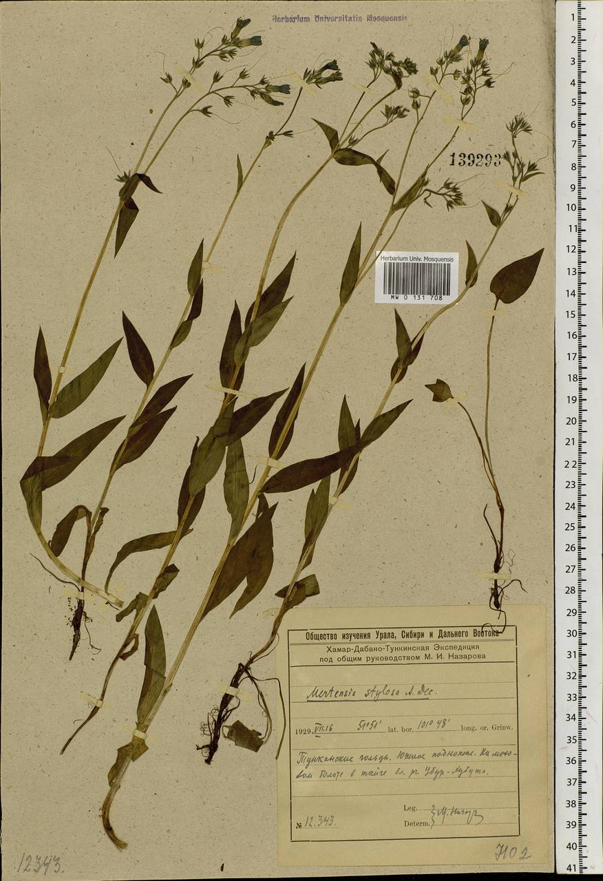 Mertensia stylosa (Fisch.) DC., Siberia, Baikal & Transbaikal region (S4) (Russia)