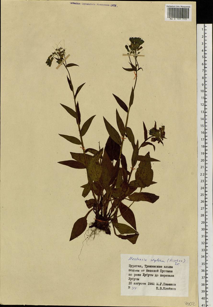 Mertensia stylosa (Fisch.) DC., Siberia, Baikal & Transbaikal region (S4) (Russia)