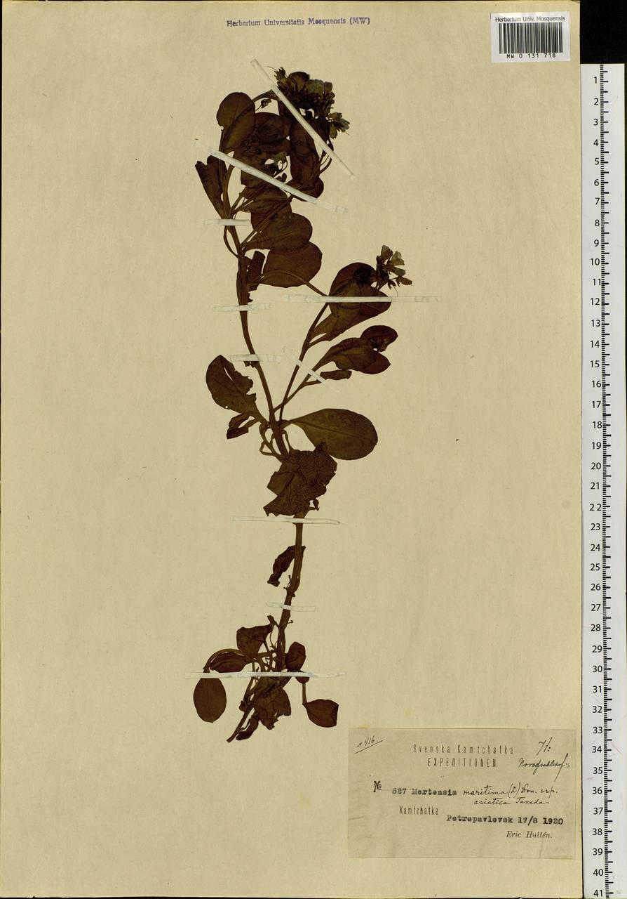 Mertensia maritima subsp. maritima, Siberia, Chukotka & Kamchatka (S7) (Russia)