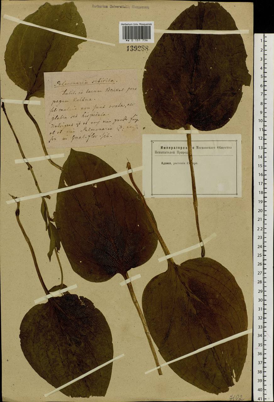 Mertensia sibirica (L.) G. Don, Siberia, Baikal & Transbaikal region (S4) (Russia)