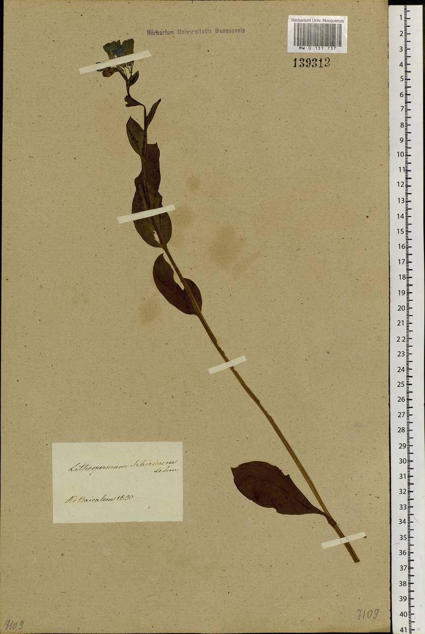 Mertensia sibirica (L.) G. Don, Siberia, Baikal & Transbaikal region (S4) (Russia)