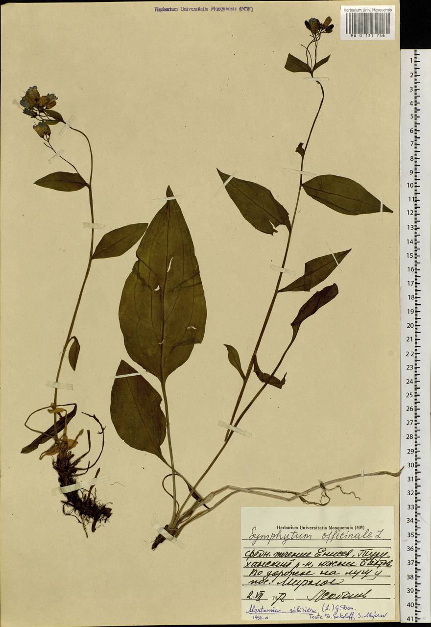 Mertensia sibirica (L.) G. Don, Siberia, Central Siberia (S3) (Russia)