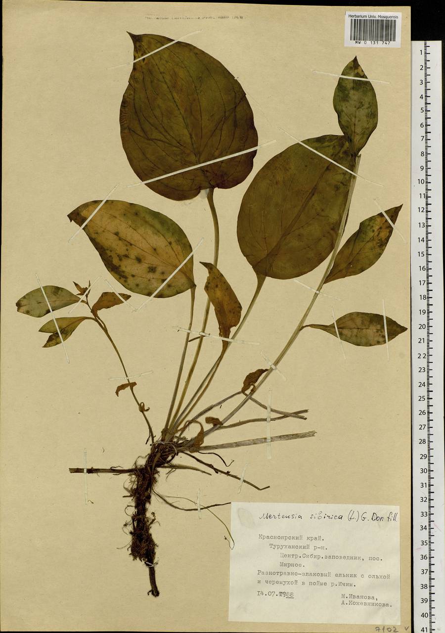 Mertensia sibirica (L.) G. Don, Siberia, Central Siberia (S3) (Russia)