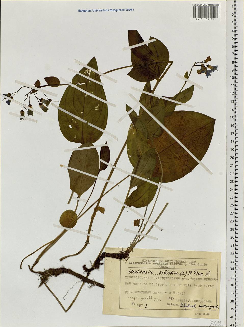 Mertensia sibirica (L.) G. Don, Siberia, Central Siberia (S3) (Russia)