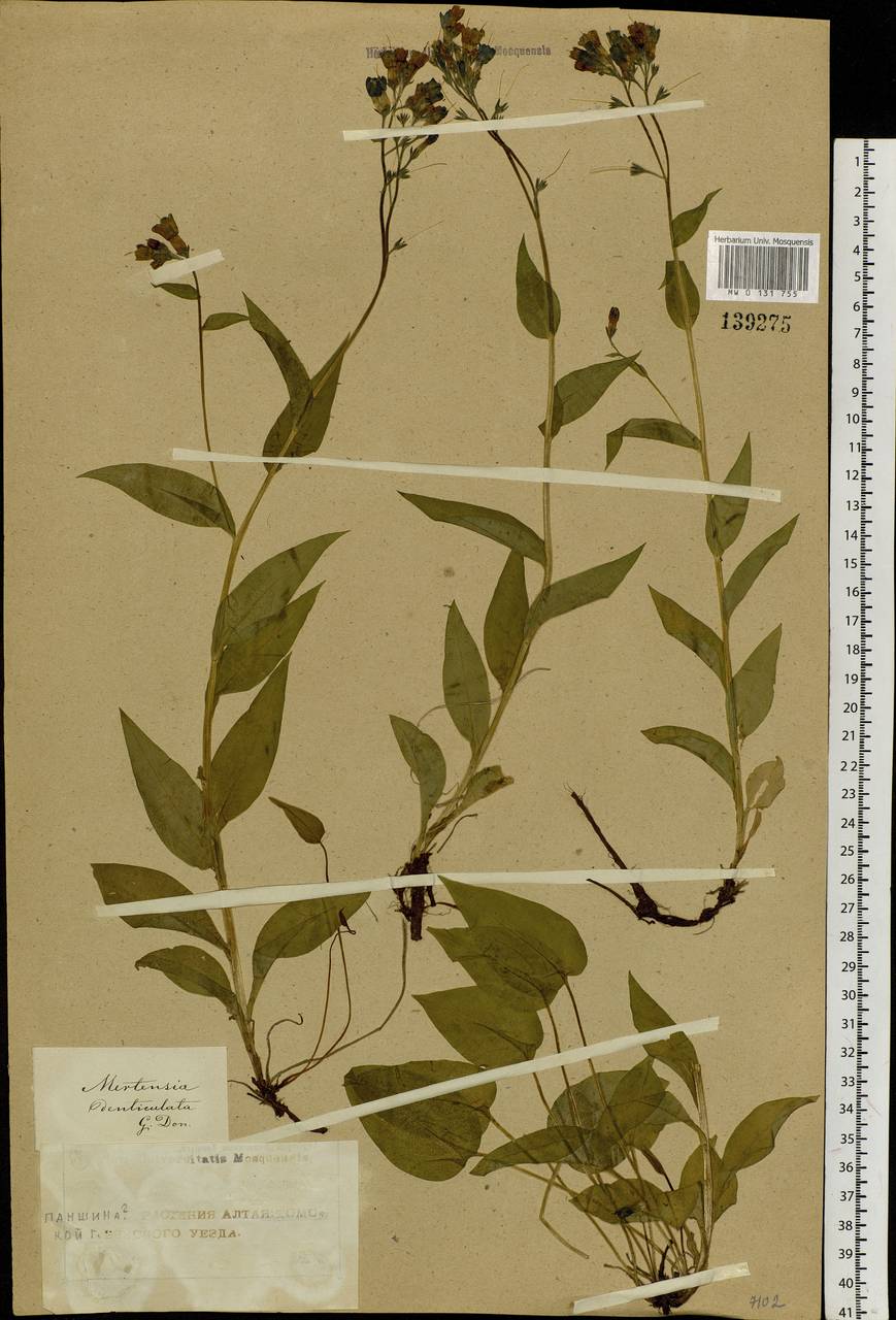 Mertensia sibirica (L.) G. Don, Siberia, Altai & Sayany Mountains (S2) (Russia)