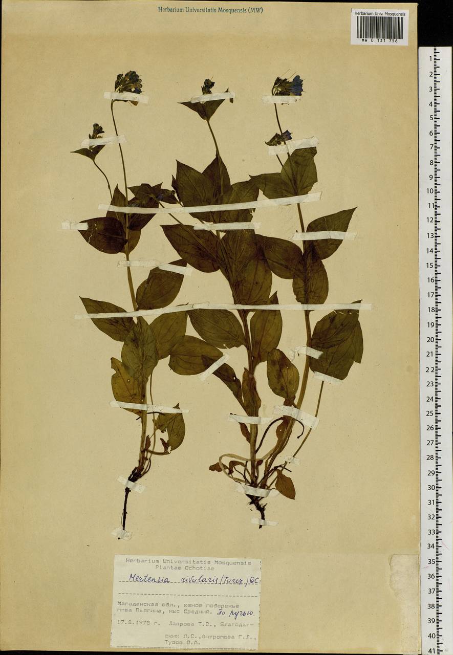 Mertensia rivularis (Turcz.) DC., Siberia, Chukotka & Kamchatka (S7) (Russia)