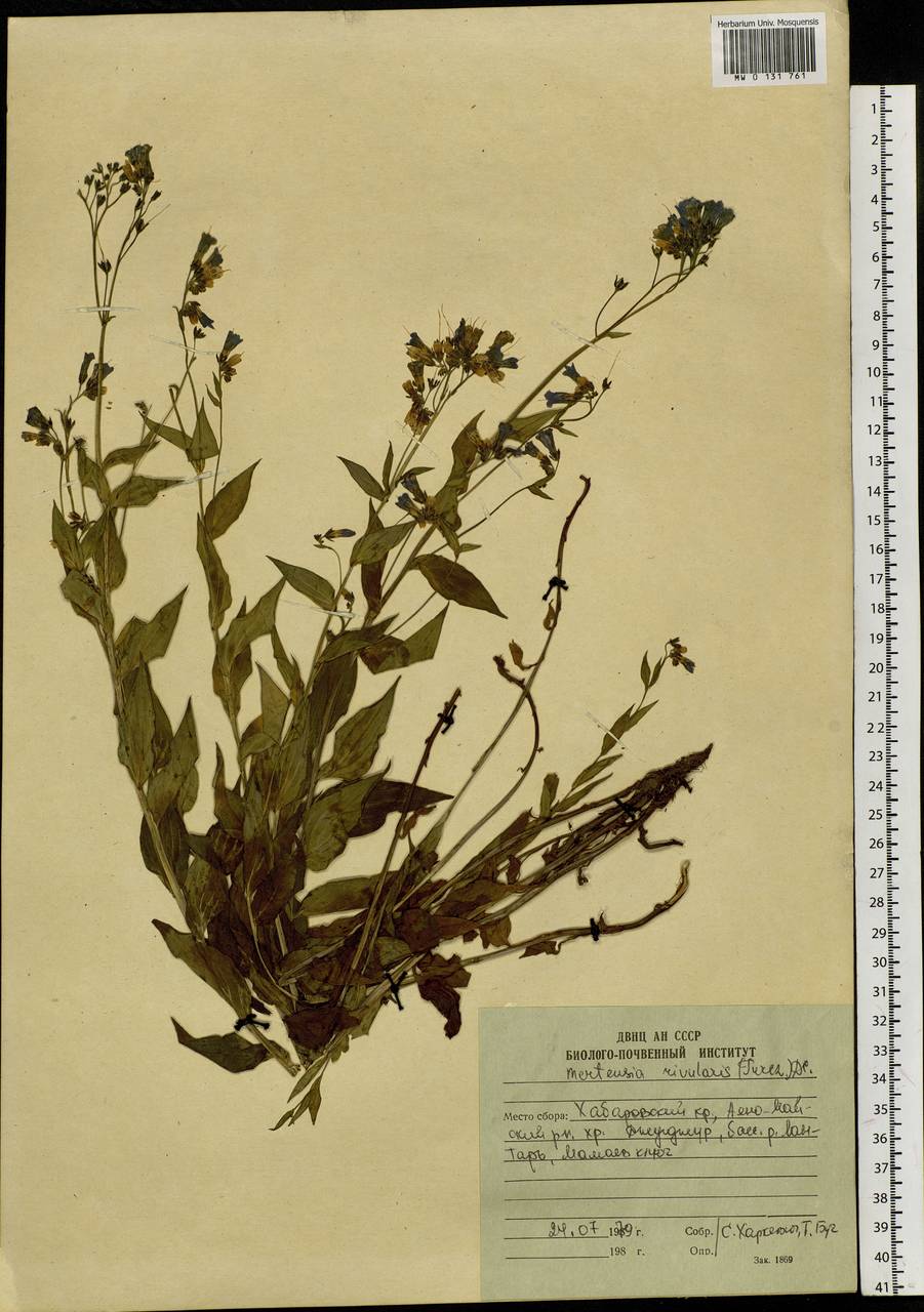 Mertensia rivularis (Turcz.) DC., Siberia, Russian Far East (S6) (Russia)