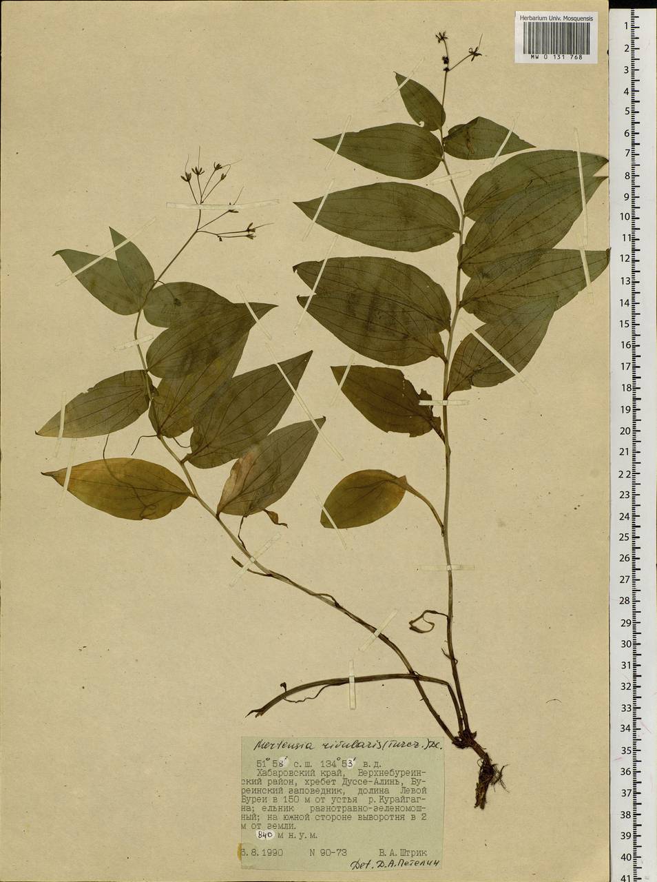 Mertensia rivularis (Turcz.) DC., Siberia, Russian Far East (S6) (Russia)