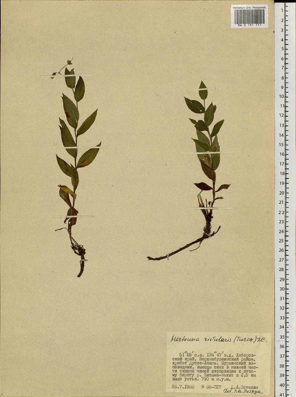 Mertensia rivularis (Turcz.) DC., Siberia, Russian Far East (S6) (Russia)