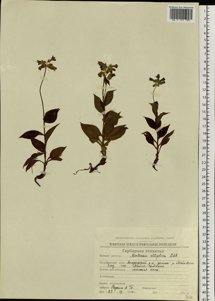Mertensia kamczatica (Turcz.) DC., Siberia, Chukotka & Kamchatka (S7) (Russia)