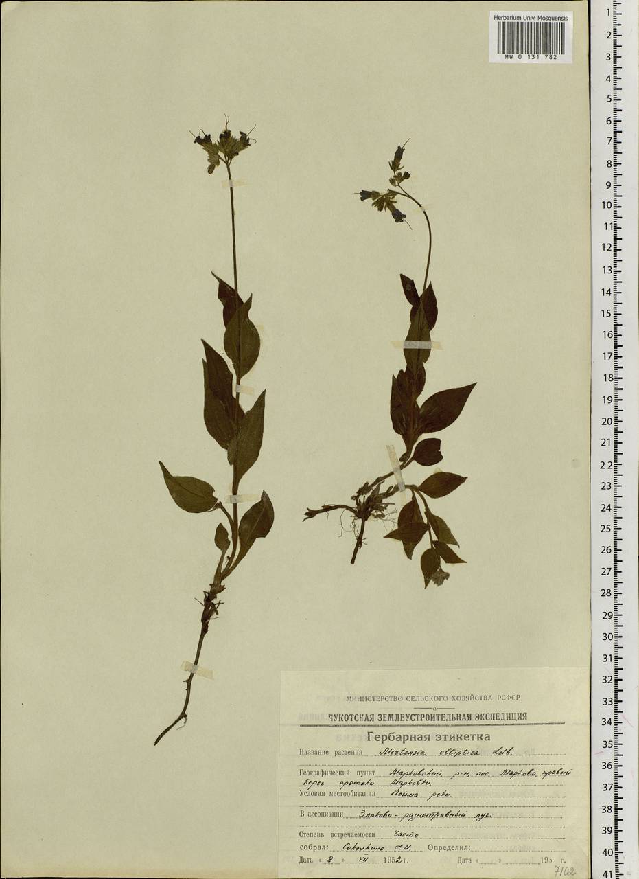 Mertensia kamczatica (Turcz.) DC., Siberia, Chukotka & Kamchatka (S7) (Russia)