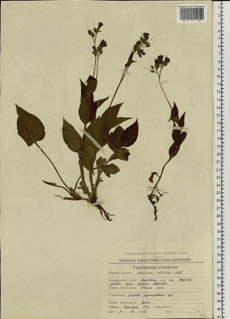 Mertensia kamczatica (Turcz.) DC., Siberia, Chukotka & Kamchatka (S7) (Russia)