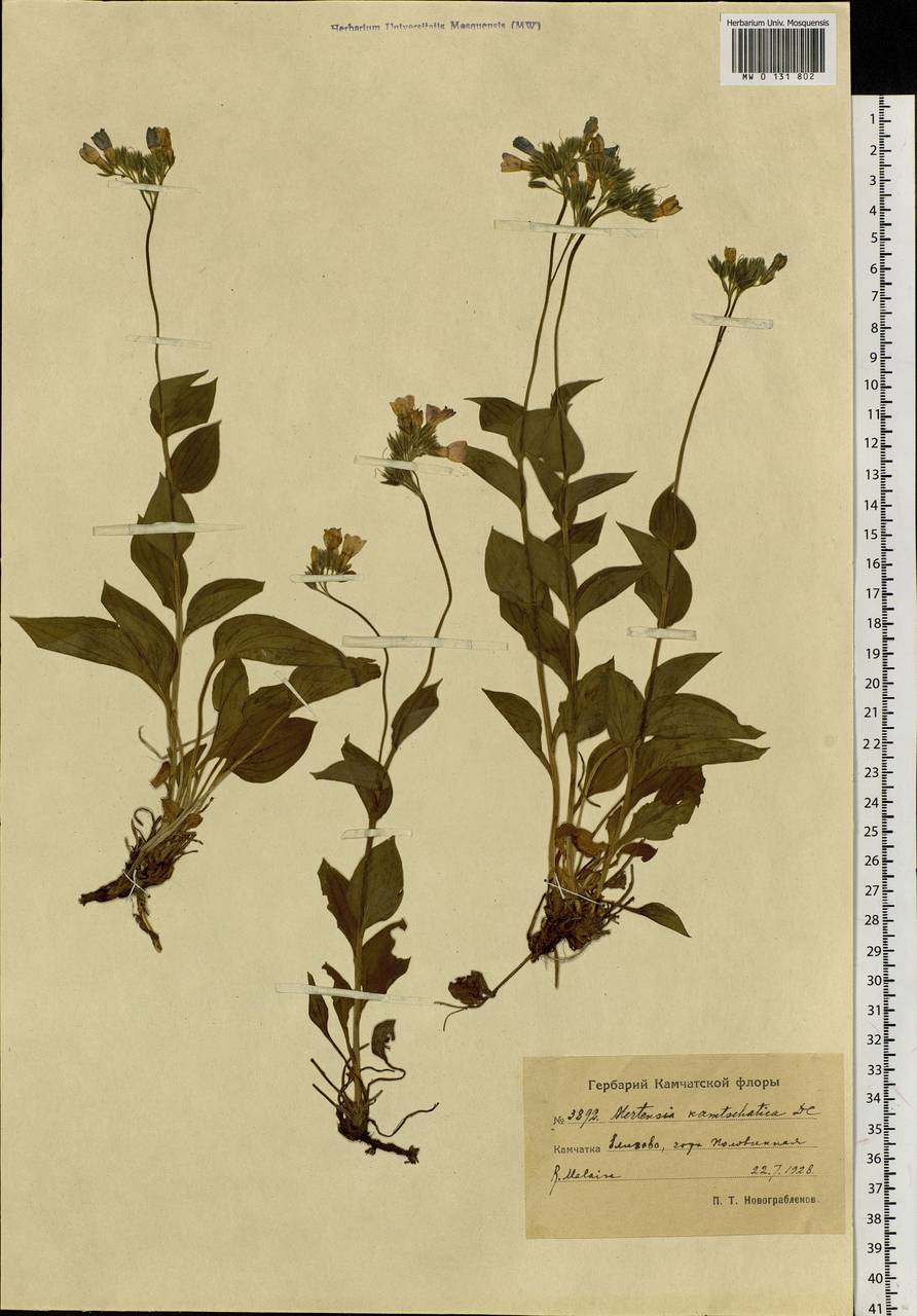 Mertensia kamczatica (Turcz.) DC., Siberia, Chukotka & Kamchatka (S7) (Russia)