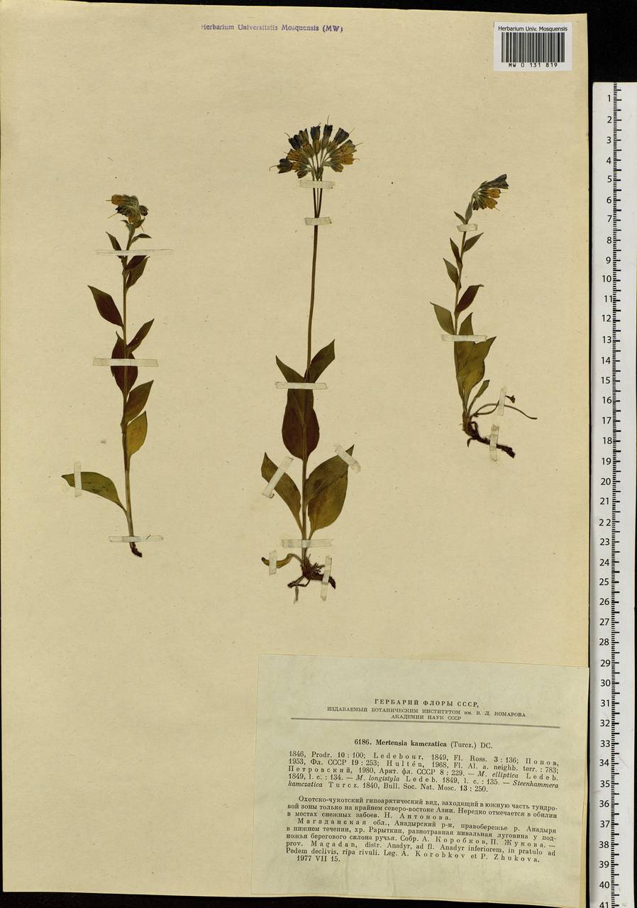 Mertensia kamczatica (Turcz.) DC., Siberia, Chukotka & Kamchatka (S7) (Russia)