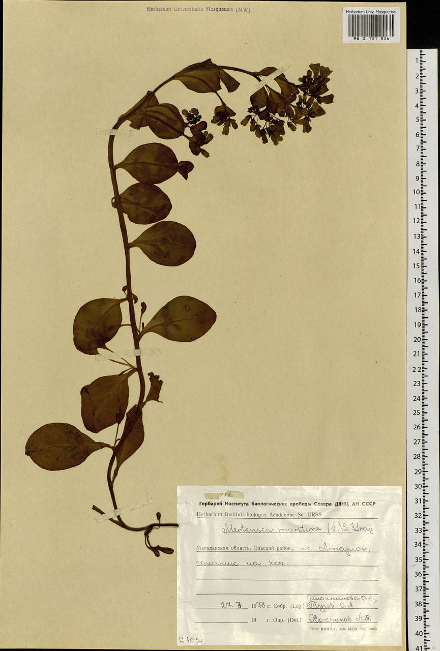 Mertensia maritima (L.) Gray, Siberia, Chukotka & Kamchatka (S7) (Russia)