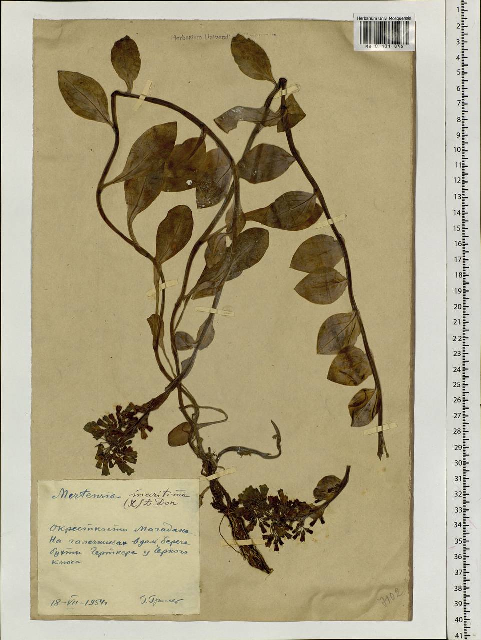 Mertensia maritima (L.) Gray, Siberia, Chukotka & Kamchatka (S7) (Russia)