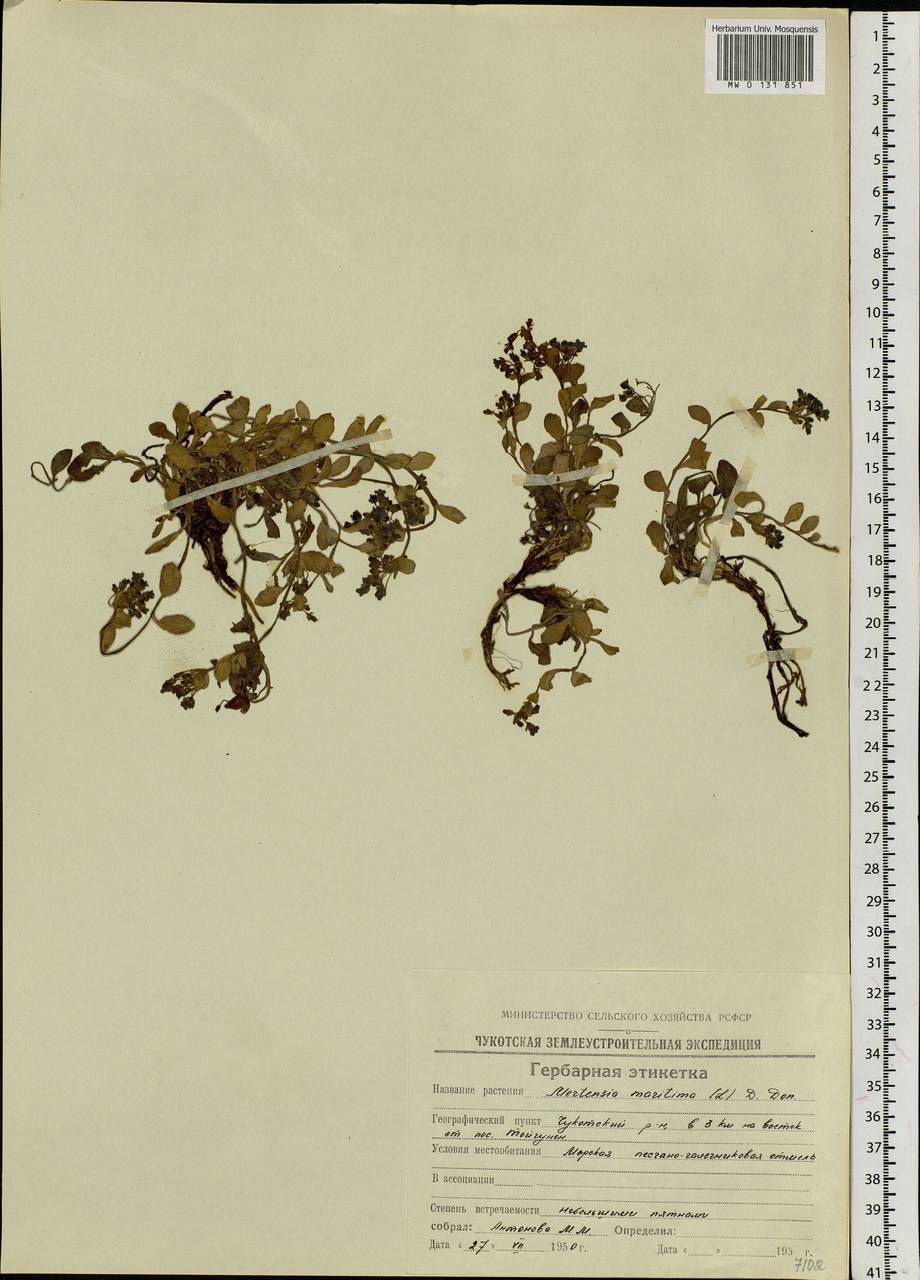 Mertensia maritima (L.) Gray, Siberia, Chukotka & Kamchatka (S7) (Russia)