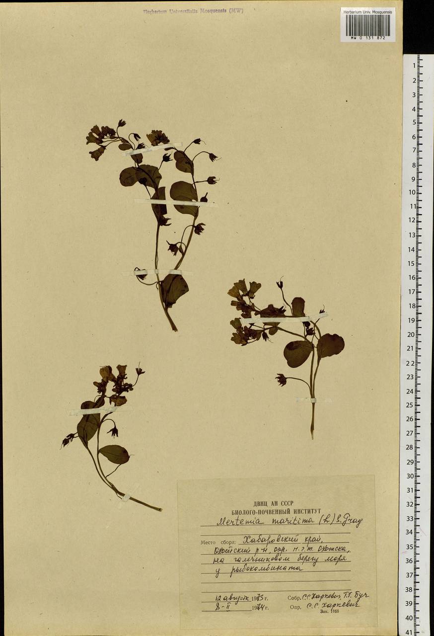 Mertensia maritima (L.) Gray, Siberia, Russian Far East (S6) (Russia)