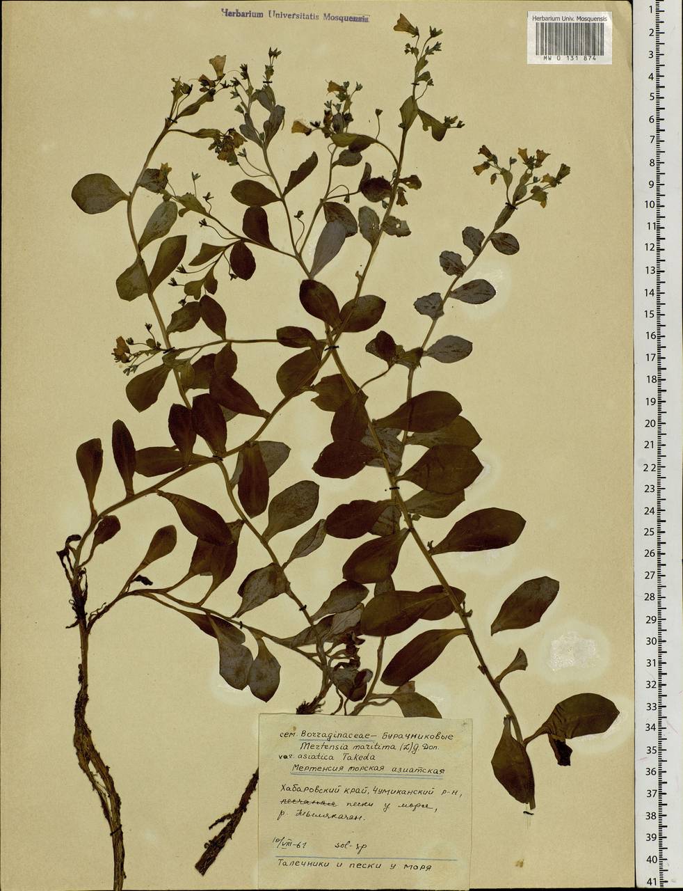 Mertensia maritima (L.) Gray, Siberia, Russian Far East (S6) (Russia)
